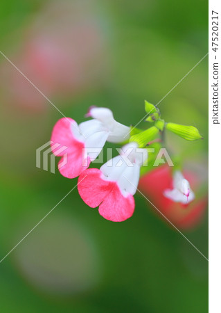 櫻桃賢哲特寫鏡頭 櫻桃賢哲特寫鏡頭 47520217