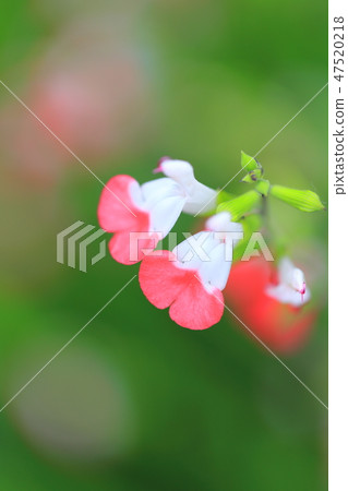 櫻桃賢哲特寫鏡頭 櫻桃賢哲特寫鏡頭 47520218