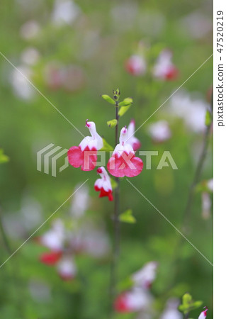 櫻桃賢哲特寫鏡頭 櫻桃賢哲特寫鏡頭 47520219