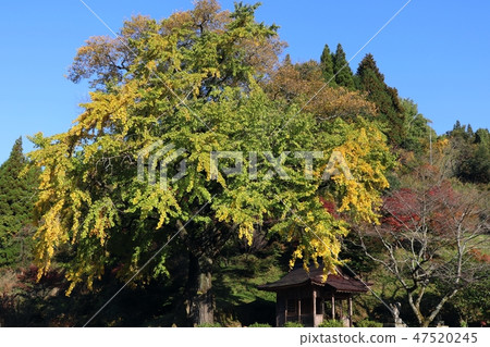 與大廳和銀杏樹的鄉下風景 與大廳和銀杏樹的鄉下風景 47520245