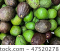 Hass avocado with dark green and green colored 47520278