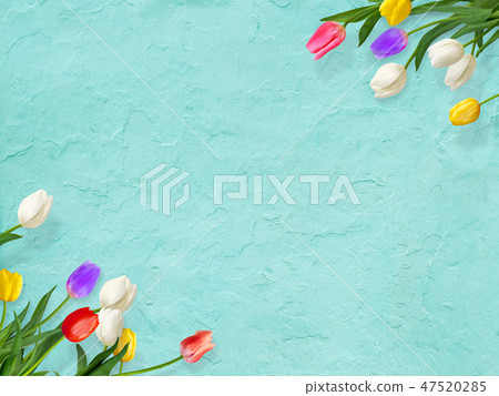 Background - Flowers - Wall - Spring - Blue - Tulip 47520285