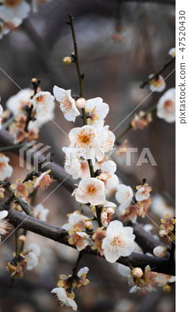 Plum blossoms Plum blossoms 47520430
