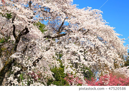 Spring full bloom  47520586