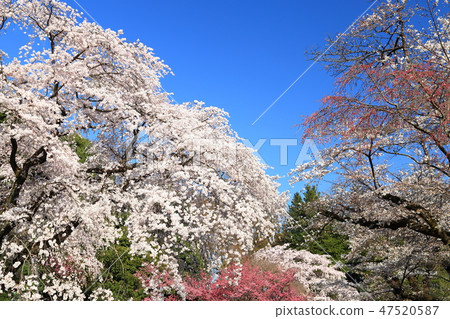 Spring full bloom  47520587