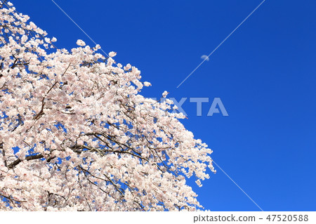 Spring full bloom Spring full bloom 47520588