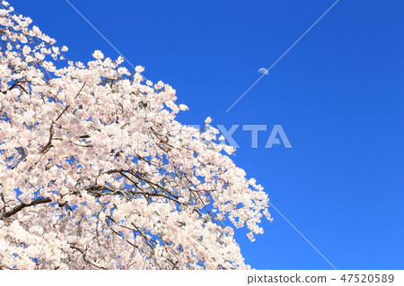 Spring full bloom  47520589