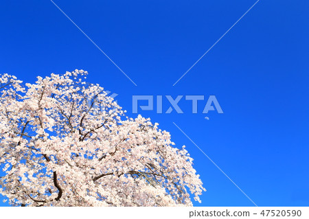 Spring full bloom Spring full bloom 47520590