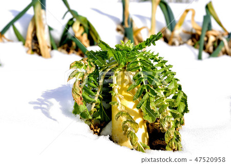 Japanese radish 47520958