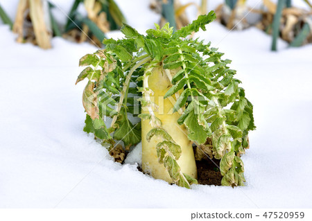 Japanese radish 47520959