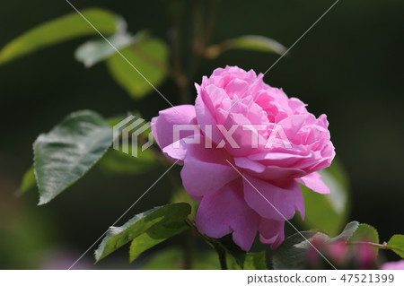 Nara Rose Garden Nara Rose Garden 47521399