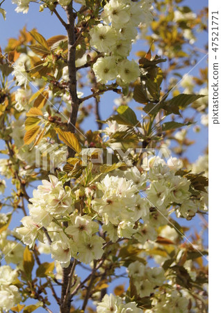 Yellow cherry tree: Nishinna Zaou (Nishina Zao) 47521771