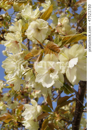 黃色櫻花樹:Nishinna Zaou(Nishina Zao) 黃色櫻花樹:Nishinna Zaou(Nishina Zao) 47521780