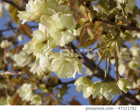 Yellow cherry tree: Nishinna Zaou (Nishina Zao) Yellow cherry tree: Nishinna Zaou (Nishina Zao) 47521782