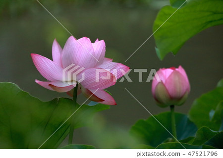 蓮花 蓮花 47521796