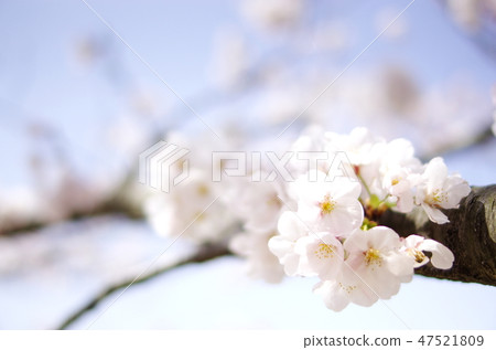 櫻桃樹 47521809