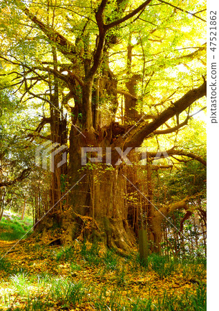 Fuzenji的大銀杏 Fuzenji的大銀杏 47521862