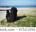 Shisa 47521956