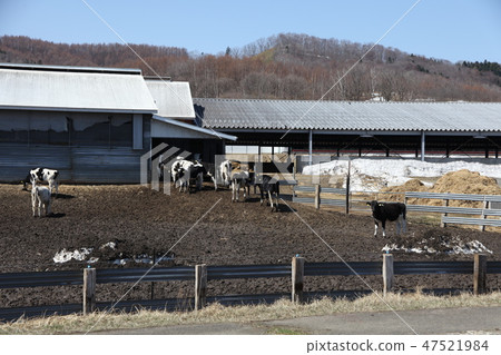 Dairy cattle _ Hokkaido 47521984