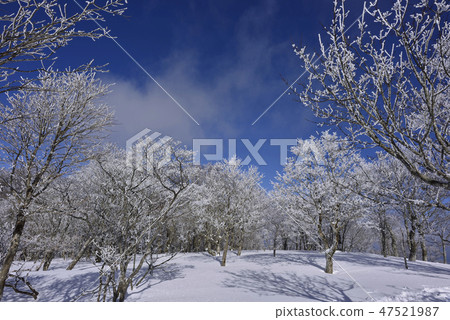 Snow scene 47521987