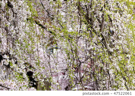 Impression of spring 47522061