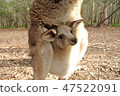 Kangaroo 47522091