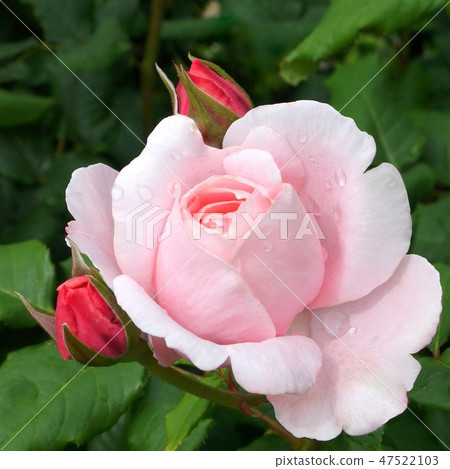 Naea (Rice Roses) Naea (Rice Roses) 47522103