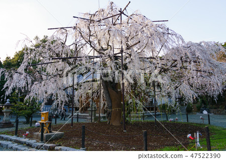 [愛知縣] Noyori Hachiman 47522390