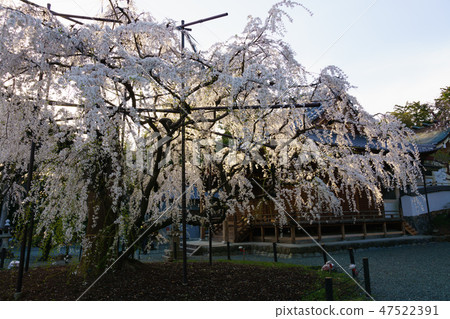 [愛知縣] Noyori Hachiman 47522391