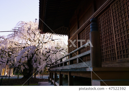 [愛知縣] Noyori Hachiman 47522392