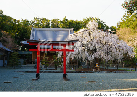 [Aichi Prefecture] Noyori Hachiman 47522399