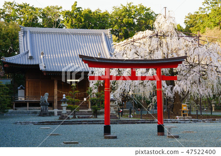 [Aichi Prefecture] Noyori Hachiman 47522400