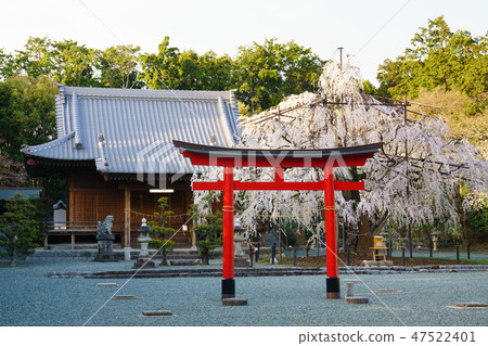 [Aichi Prefecture] Noyori Hachiman 47522401