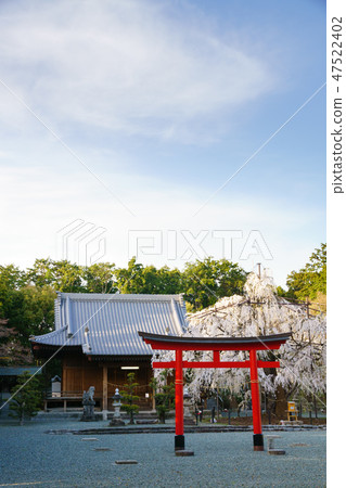 [Aichi Prefecture] Noyori Hachiman 47522402