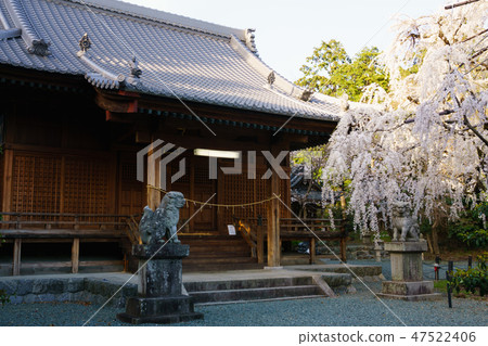 [愛知縣] Noyori Hachiman 47522406