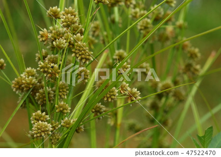 天然植物Matsukasa Susuki，日本土著物種的禾本科植物。我在一個松果中看到一個圓眼睛聚集的名字 47522470