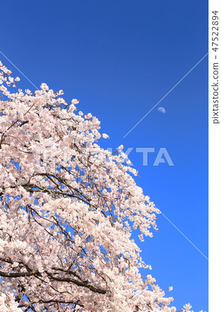 Spring full bloom 47522894