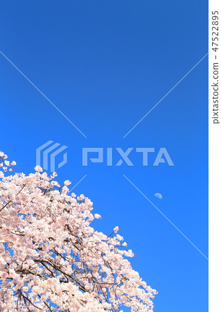Spring full bloom Spring full bloom 47522895