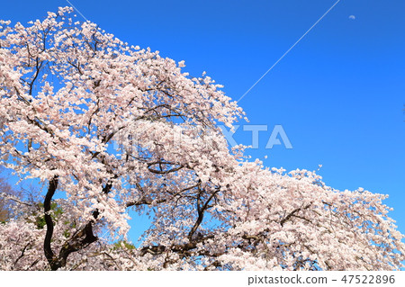 Spring full bloom 47522896