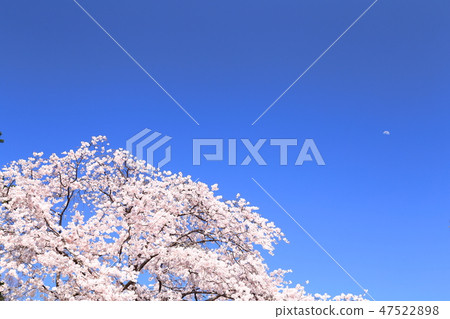 Spring full bloom Spring full bloom 47522898