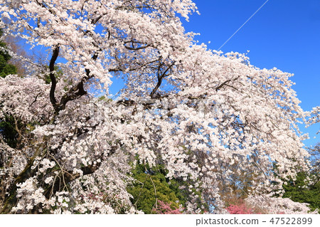 Spring full bloom  47522899