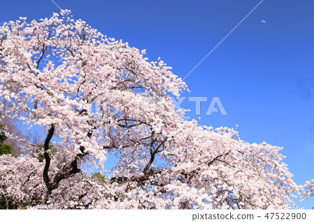 Spring full bloom Spring full bloom 47522900