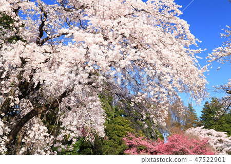 Spring full bloom  47522901