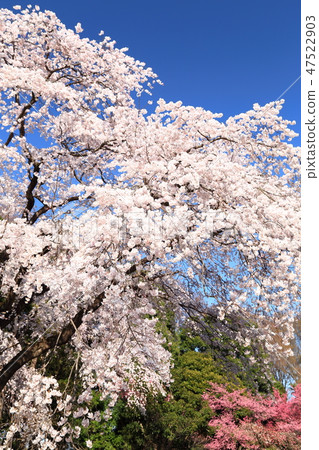 Spring full bloom  47522903