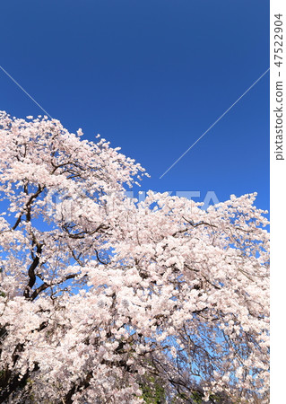 Spring full bloom 47522904