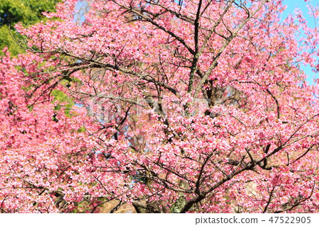 Spring full bloom  47522905