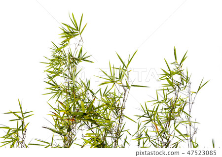 bamboo leaves frame isolated on white background bamboo leaves frame isolated on white background 47523085