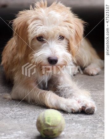 lovely happy dirty cute crossbreed dog plays ball 47523107