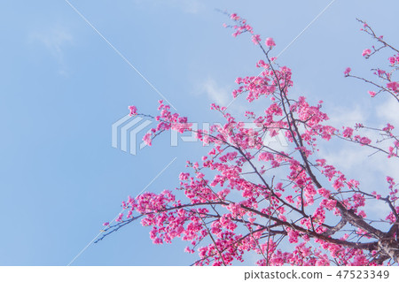 佐倉櫻花在藍天下複製空間 47523349