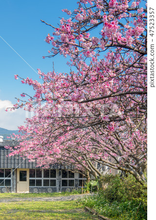 櫻花下的藍天櫻花複製空間Yomei山平等村 櫻花下的藍天櫻花複製空間Yomei山平等村 47523357